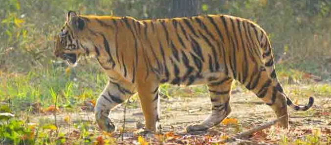 valmiki safari tour