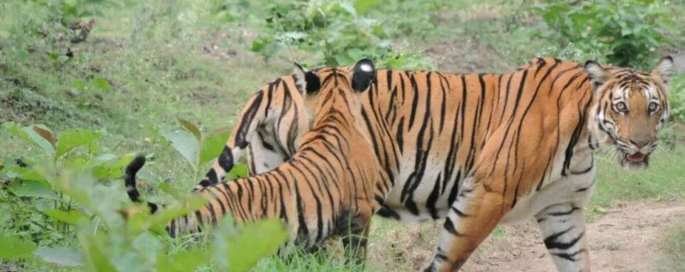 valmiki 1 night tour