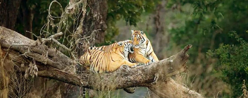 valmiki long weekend tour