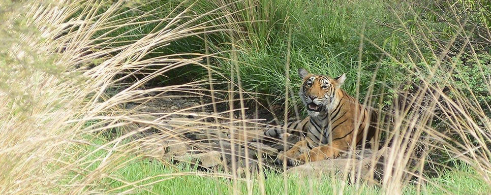 tiger attacked in valmiki