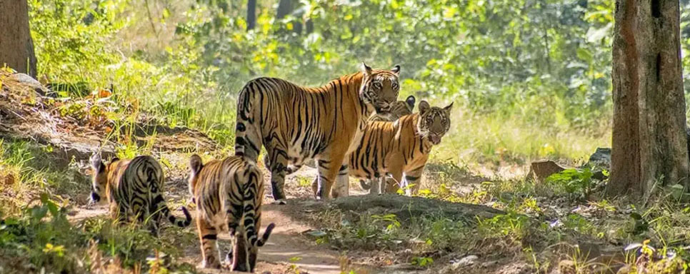 valmiki tiger tour
