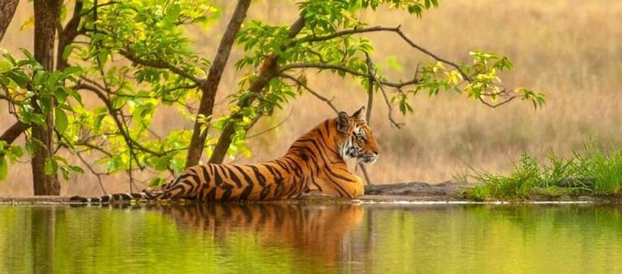 Complete Tour Guide to Valmiki National Park, Bihar